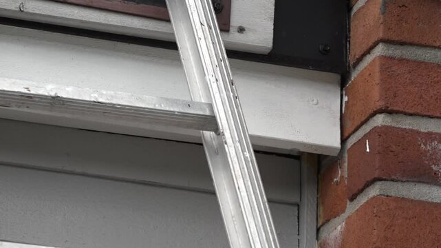 Gasterophilus pecorum  horse bot flying under the roof