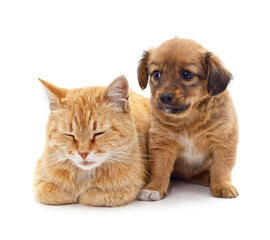 Puppy and cat.