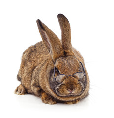 One gray rabbit wearing glasses.