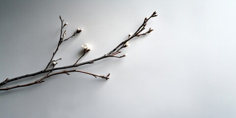 Spring branch blossoms, white background, minimal