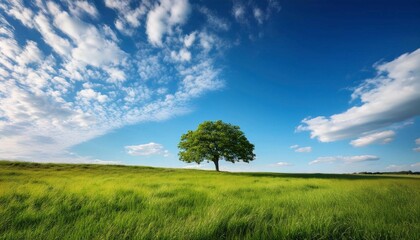 Obraz premium green field and blue sky