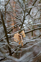  in winter forest