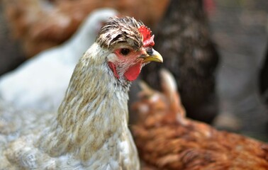 Chicken on the farm