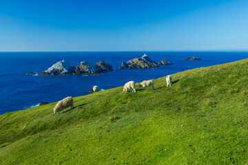 sheep grassing in Hermaness nature park in the Shertland isles