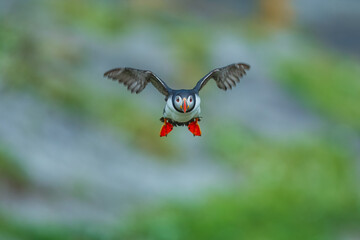 Adorable Atlantic puffin or fratercula arctica flying and catching eel in Atlantic ocean during summer, beautiful sunset
