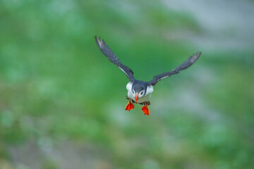 Adorable Atlantic puffin or fratercula arctica flying and catching eel in Atlantic ocean during summer, beautiful sunset
