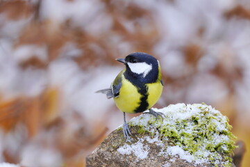 Winter scene with a great tit. Parus major. 
