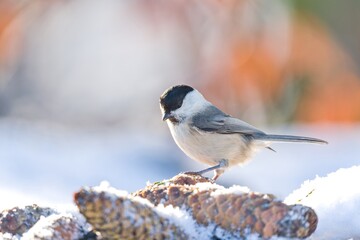 A cute marsh tit sits on spruce cones. Winter scene with a marsh tit.  Poecile palustris