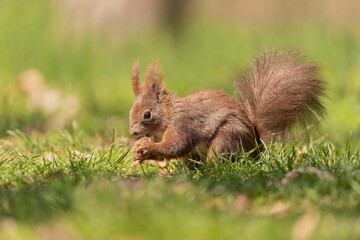 A cute european red squirrel sits in the grass and eats a nut. Sciurus vulgaris
