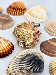 Photos of seashells collected on the Adriatic Sea on a white background.