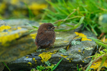 Pacific Wren (Trogodytes pacificus) sitting on the rock.