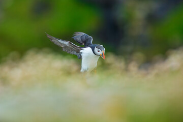 Puffin, atlantic puffin, Scientific name: Fratercula arctica. Close up of a cute puffin collecting nesting material and flowers.