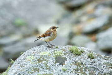 Small baby birds fsitting on the rock. Funny and cute bird. Northern Wheatear, Oenanthe oenanthe. Blurred and colorful background. Copy space.