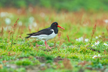 Eurasian oystercatcher, Haematopus ostralegus, also known as the common pied oystercatcher....