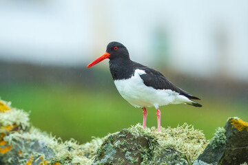 Eurasian oystercatcher, Haematopus ostralegus, also known as the common pied oystercatcher. Shetland, Scotland