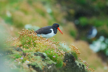 Eurasian oystercatcher, Haematopus ostralegus, also known as the common pied oystercatcher....