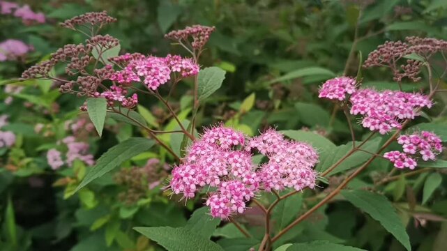 Japanese spirea (Spiraea japonica) with many pink small flowers in a garden