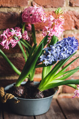 Easter spring home decor composition. Basket with blooming beautiful springtime bulbous pink and purple hyacinth flowers. Cozy countryside kitchen interior with brick wall, morning light