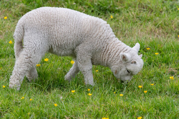Obraz premium Close up of a lamb grazing in a field