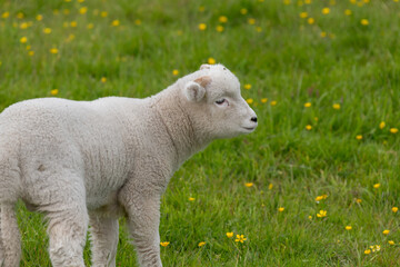 Close up of a lamb in a field