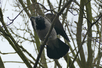 Ворона на голых ветках дерева: символ тревоги и одиночества