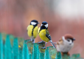 funny birds plump sparrows and bright tits sitting in a row on a wooden fence in the garden
