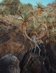 Trees on Australian beach