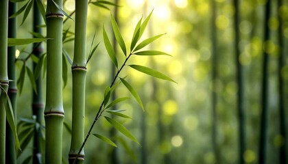 Close-up bamboo plant with green leaves in forest