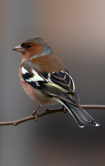 A common chaffinch isolated on branch of tree. Male chaffinch. Fringilla coelebs.