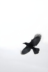 Solitary Raven: A Flight of Grace Through Winter's Silent Veil