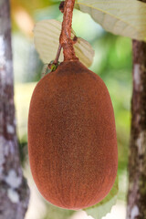 Fruto do Cupuaçu da Amazônia 
