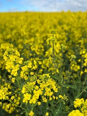 field of yellow flowers