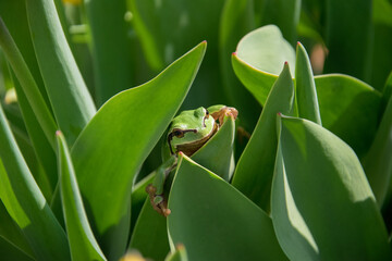 tree frog on the tulips