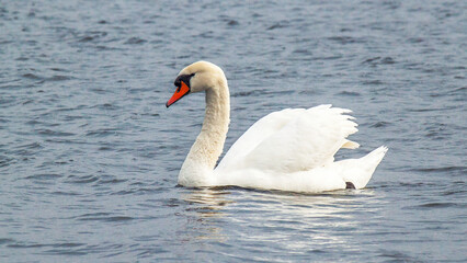 Obraz premium swan on the lake