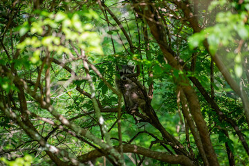 Baby racoon on tree