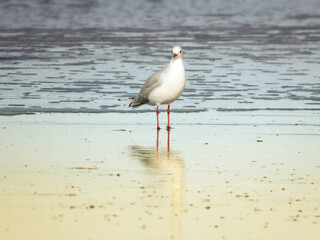 New Zealand silver gull or red-billed gull or Chroicocephalus scopulinus solitary standing on the beach