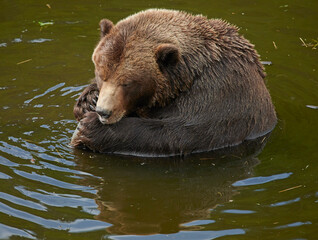 Obraz premium Brown or Grizzly bear (Ursus arctos) relaxes in the water - curled into ball