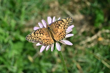 Variegated Fritillary Butterfly on purple coneflower