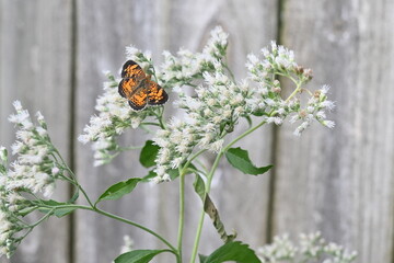 Pearl Crescent Butterfly on Late Boneset flowers.