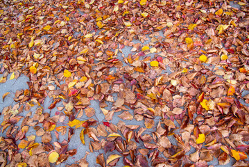 A pile of leaves on the ground with a yellow and red color