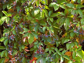 American ivy, Parthenocissus quinquefolia ripe purple grape and green leaves texture on the wall....