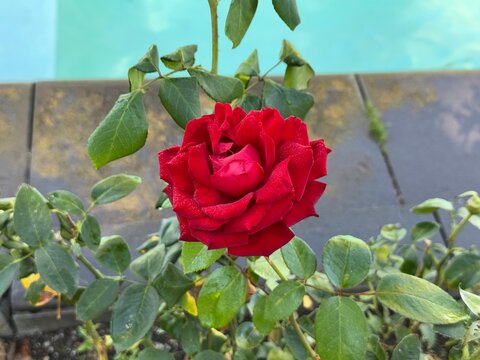 Red rose. Close-up. Rosa 'Ingrid Bergman': a striking red hybrid tea rose with velvety petals and a classic rose fragrance. Named after the legendary actress, it's a beautiful addition to any garden.
