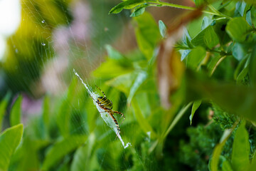 Colorful striped spider in the garden with copy space. Poisonous wasp spider Argiope bruennichi