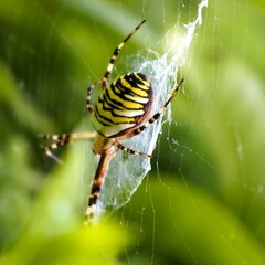 Close up of a wasp spider in his web on green blurred background. Poisonous Argiope bruennichi