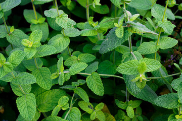 Mentha rotundifolia