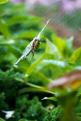 Poisonous wasp spider sits on a web and eats its prey. Colorful Argiope bruennichi in the garden with copy space.
