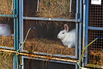 White rabbit in a rabbit cage