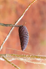 Eastern white pine, cones. is a large pine native to eastern North America.