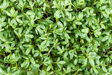 Close up of garden cress. Top view