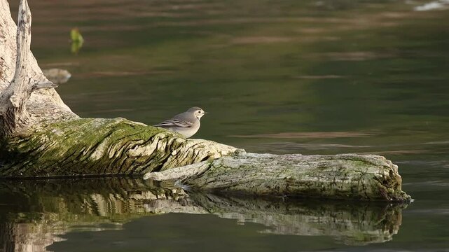Lavandera blanca Motacilla alba caza mosquitos volando en la orilla del pantano de Beniarres, Espa&ntilde;a